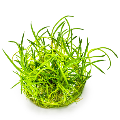 Planta in vitri 1•2• Grow Littorella uniflora - Image 3