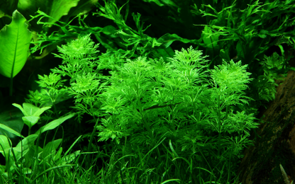Trópica limnophila sessilliflora - Image 3
