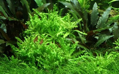 1•2 Grow!  Pogostemon helferi - Image 3