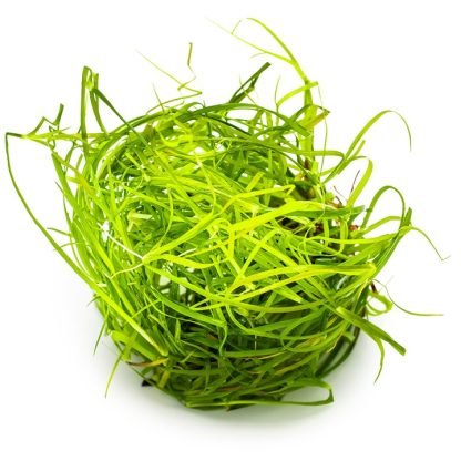 Planta in vitri 1•2• Grow Juncus repens - Image 3
