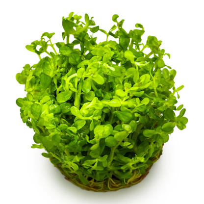 Planta in vitri 1•2• Grow Rotala indica bonsai - Image 3