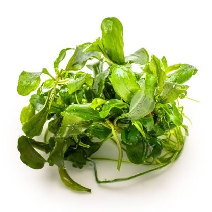 Planta in vitri 1•2• Grow Bucephalandra pigmea bukit kelam - Image 3