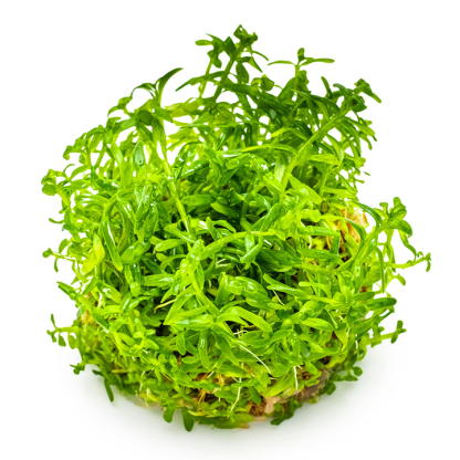 Planta in vitri 1•2• Grow Rótala rotundifolia green - Image 3