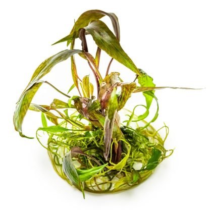 Planta in vitri 1•2• Grow Crypto nurii - Image 3