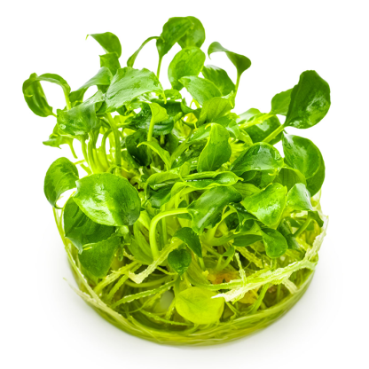 Planta in vitri 1•2• Grow Schismatoglottis  Prieto - Image 3