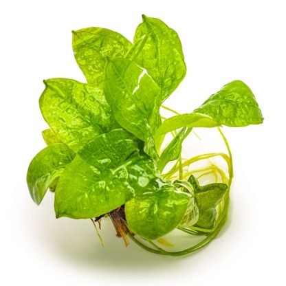 Planta in vitri 1•2• Grow Echinodorus grisebachii trópica - Image 4