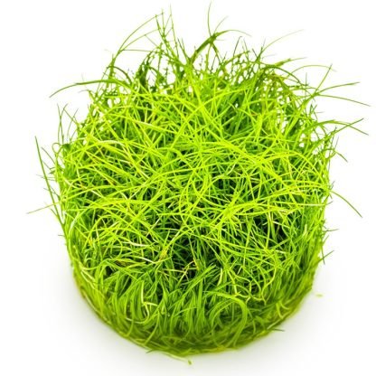 Planta in vitri 1•2• Grow Eleocharis pisilla  mini - Image 3