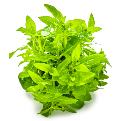 Planta in vitri 1•2• Grow Staurogyne repens - Image 3