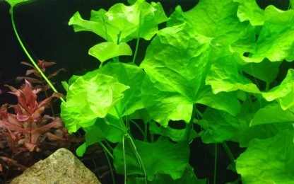 Tropica Ninphoides Taiwán - Image 3