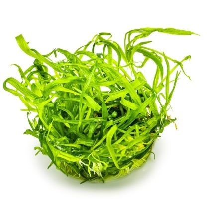 Planta in vitri 1•2• Grow Helanthium tenellum green - Image 3