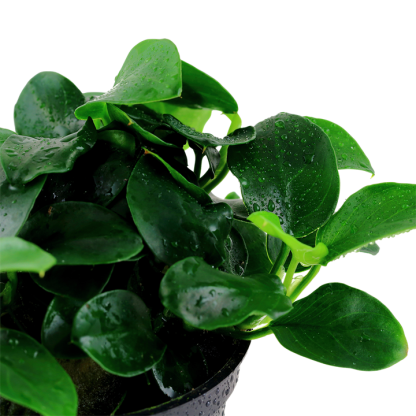 Trópica Anubias Petite - Image 3