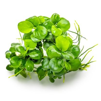 Planta in vitri 1•2• Grow  Anubia  barteri mini coin - Image 3