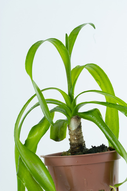 Trópica Crinum Thaianum - Image 3