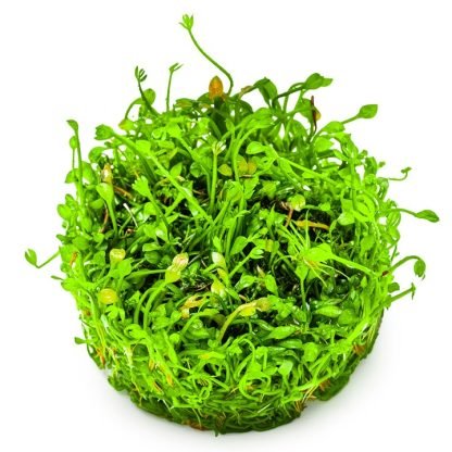 1•2 Grow Marsillea minuta - Image 3