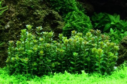 Planta in vitri 1•2• Grow Rotala indica bonsai - Image 4