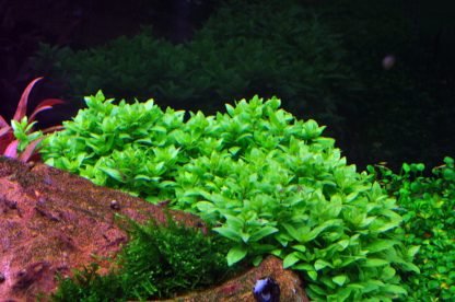 Planta in vitri 1•2• Grow Staurogyne repens - Image 4
