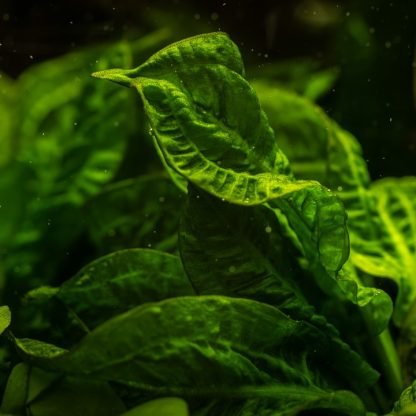 Planta in vitri 1•2• Grow Echinodorus grisebachii trópica - Image 3