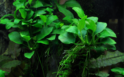Trópica Anubias Petite - Image 4