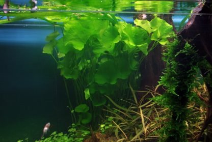 Tropica Ninphoides Taiwán - Image 4