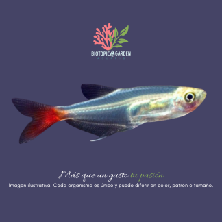 Tetra cristal cola roja