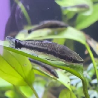 Otocinclus
