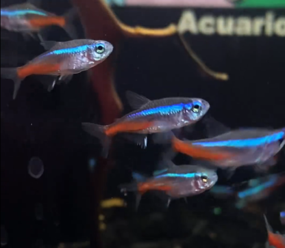 Tetra neón