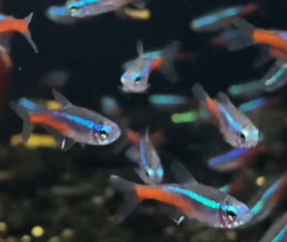 Tetra neón - Image 2