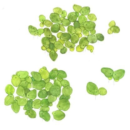 1•2 Grow Spyrodela polyrrhiza - Image 5