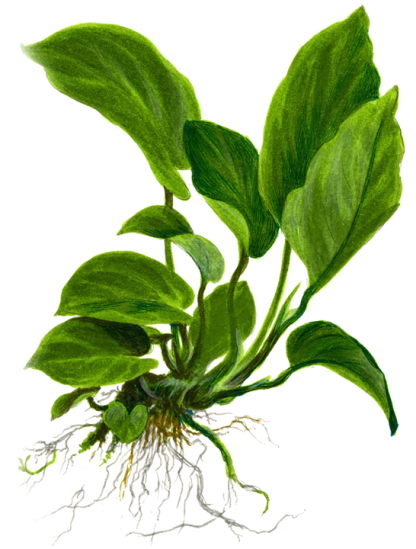 Tropica Anubia Battery var. Caladiifolia - Image 3