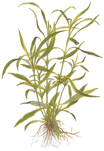 Tropica Hygrophilla costata - Image 4