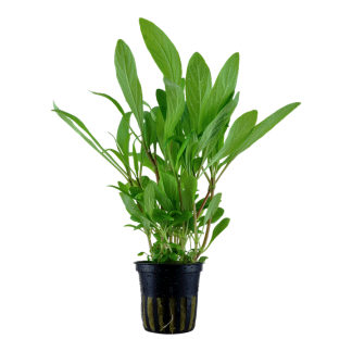 Tropica Hygrophilla costata