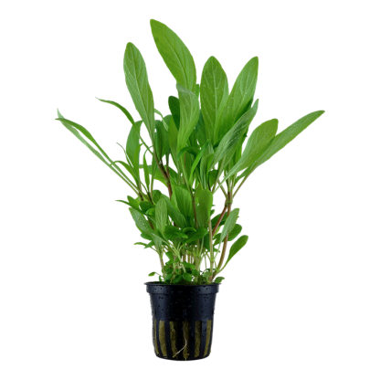 Tropica Hygrophilla costata