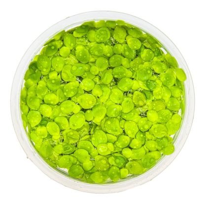 1•2 Grow Spyrodela polyrrhiza - Image 2