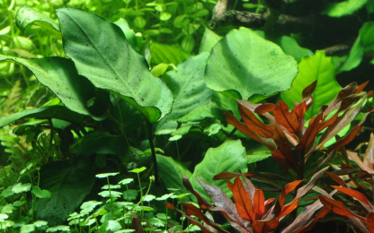 Tropica Anubia Battery var. Caladiifolia - Image 2