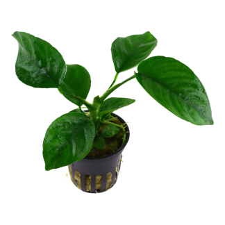 Tropica Anubia Battery var. Caladiifolia