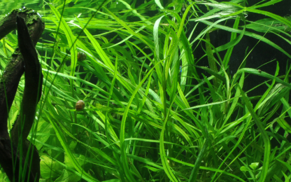 Tropica Hygrophilla costata - Image 3